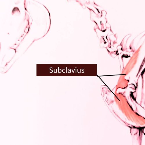 Subclavius