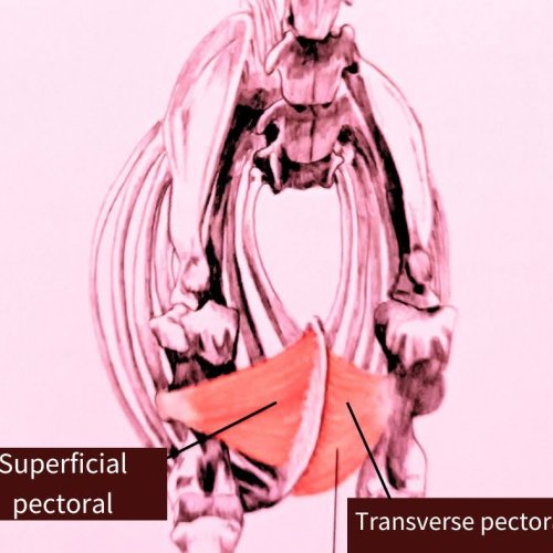 Superficial & Transverse Pectorals