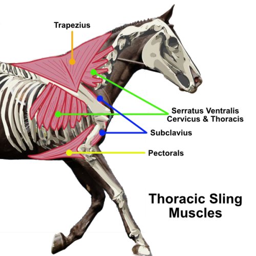 Equine Thoracic Sling Muscles