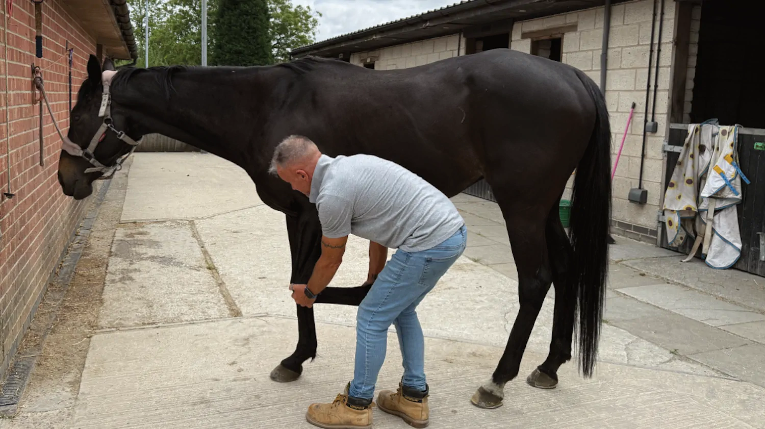 Horse being stretched during massage session