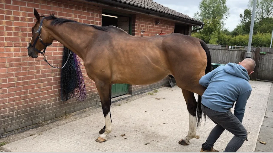Horse being stretched during massage session