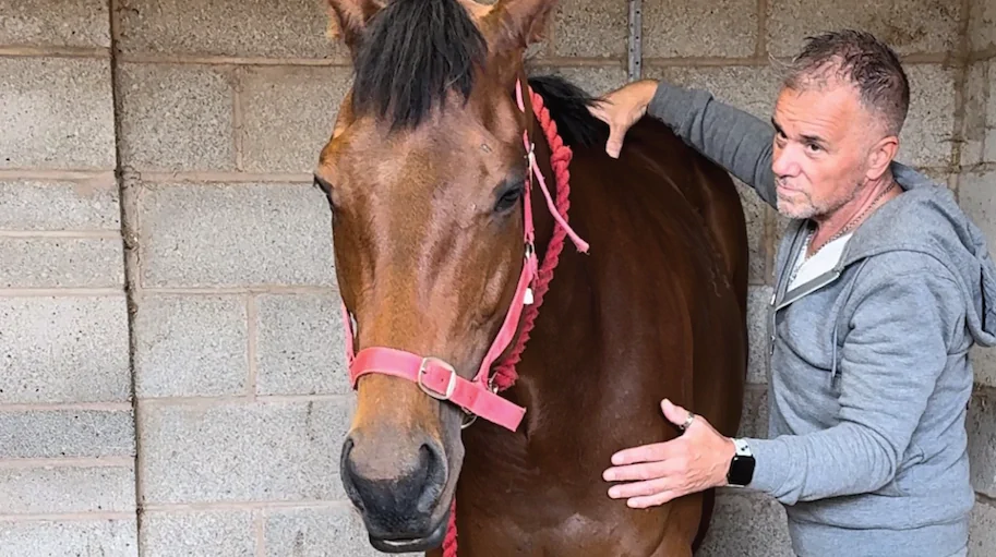 Horse being encouraged to stretch and relax into the massage therapy